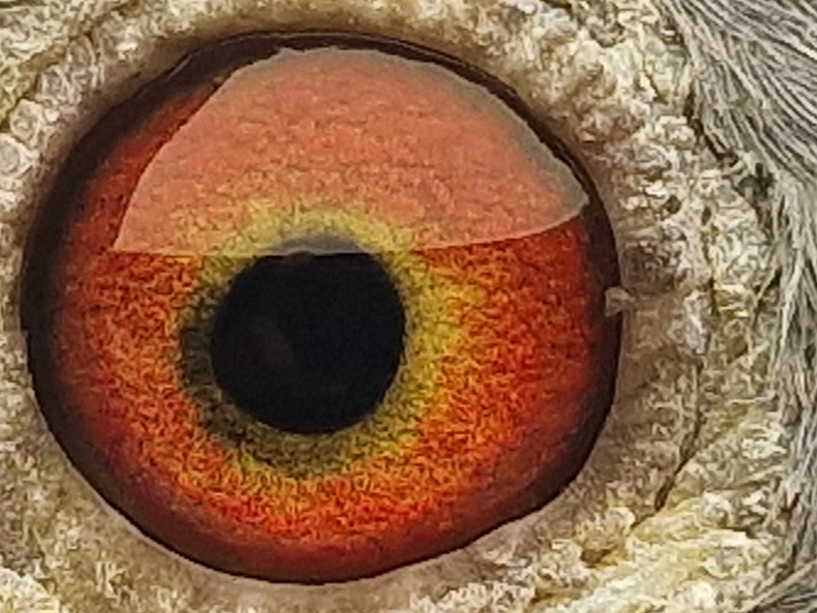 Pigeon eye